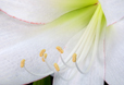 Amaryllis II